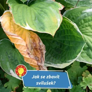 Malý škůdce, který dokáže zničit celou úrodu