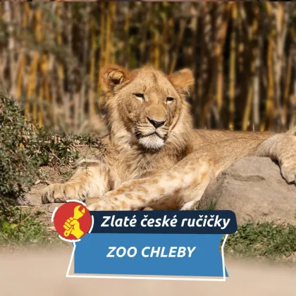 Od lvů po přespání mezi zvířaty. Jak funguje Zoo Chleby v praxi
