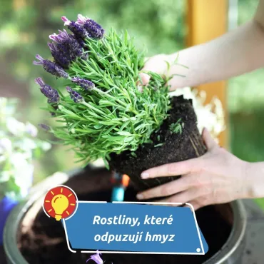 Co skutečně funguje a co jsou jen mýty?