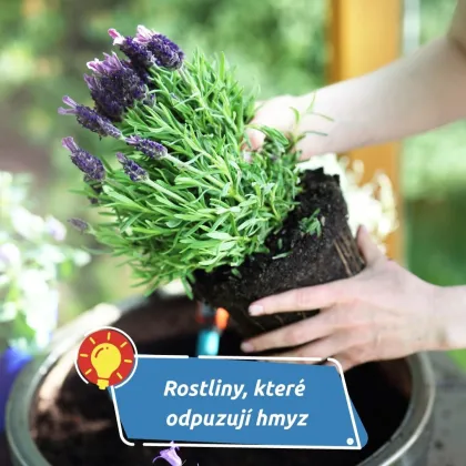 Co skutečně funguje a co jsou jen mýty?