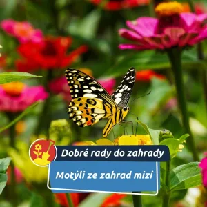 Přitom jim často stačí opravdu málo