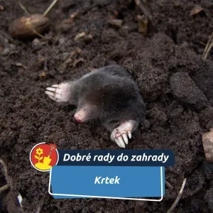 Nepřítel zahrady, nebo její tajný pomocník?