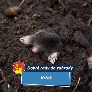 Nepřítel zahrady, nebo její tajný pomocník?