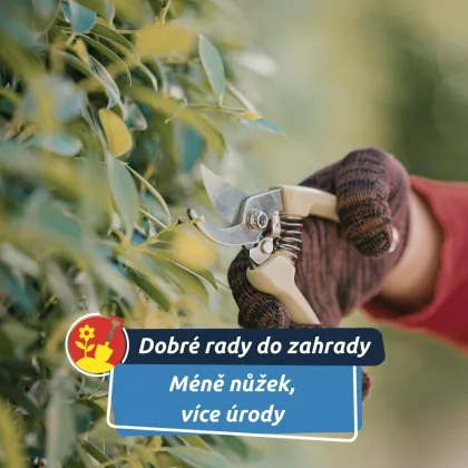 Proč se v létě nevyplatí odstraňovat zdravé listy