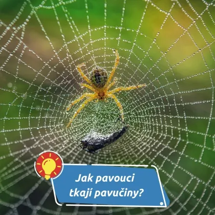Jejich vlákna patří k nejpevnějším přírodním materiálům na světě