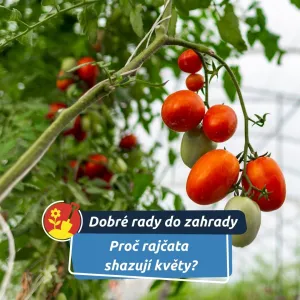 Na vině bývá horko i stres rostlin