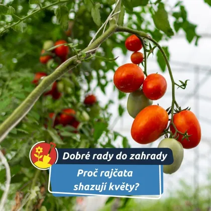 Na vině bývá horko i stres rostlin