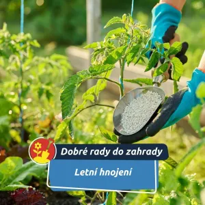 Každá rostlina potřebuje něco jiného