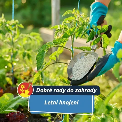 Každá rostlina potřebuje něco jiného