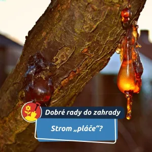 Ve skutečnosti se jen brání
