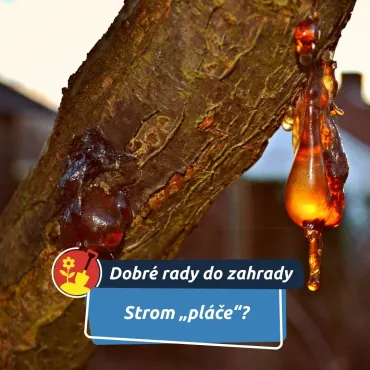 Ve skutečnosti se jen brání