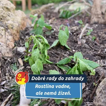 Možná ji trápí přehřáté kořeny