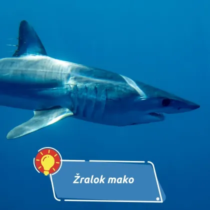 Měli by se ho turisté v Chorvatsku obávat?