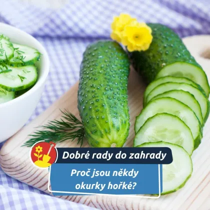 Na vině bývá stres, ne odrůda