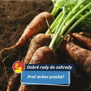 Nejčastější příčinou bývá nepravidelná zálivka