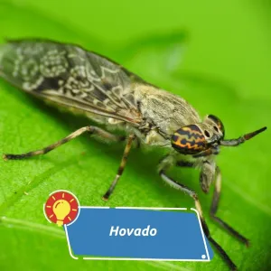 Bolestivější než komár. Co je to za hmyz a měli bychom se ho bát?