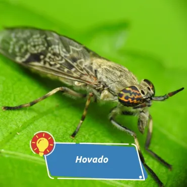 Bolestivější než komár. Co je to za hmyz a měli bychom se ho bát?