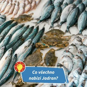Ryby a mořské plody, které stojí za ochutnání