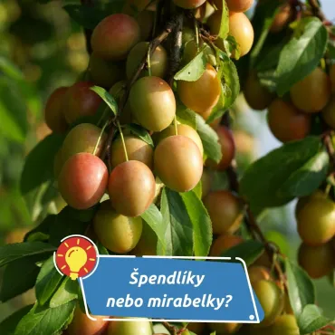 Jak je poznat a co z nich můžete připravit?