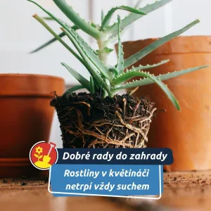 Často je trápí přehřáté kořeny