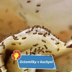 Odkud se berou a jak se jich jednou provždy zbavit?