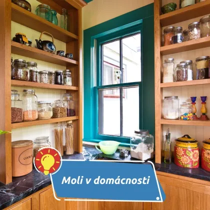 Odkud se berou a jak se jich účinně zbavit?