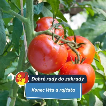 Co udělat, aby dozrála co nejlépe?