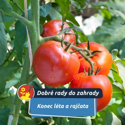 Co udělat, aby dozrála co nejlépe?