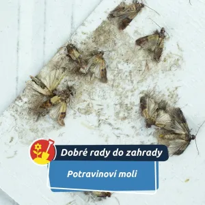 Nehledejte je jen ve skříňce s moukou