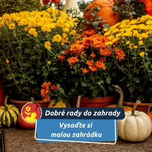 Podzimní truhlík nemusí být nuda