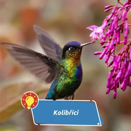 Malí ptáci, kteří dovedou to, co vrtulníky