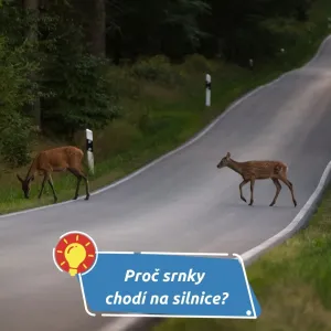 Co dělat, když vám vběhne zvěř pod auto?