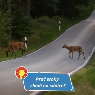 Co dělat, když vám vběhne zvěř pod auto?