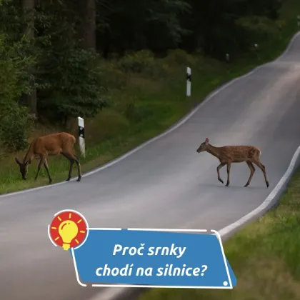 Co dělat, když vám vběhne zvěř pod auto?