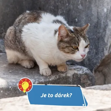 Proč kočky přinášejí domů mrtvá zvířata?