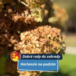 Jak se o ně postarat?
