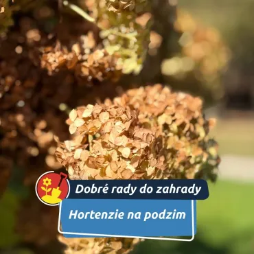 Jak se o ně postarat?