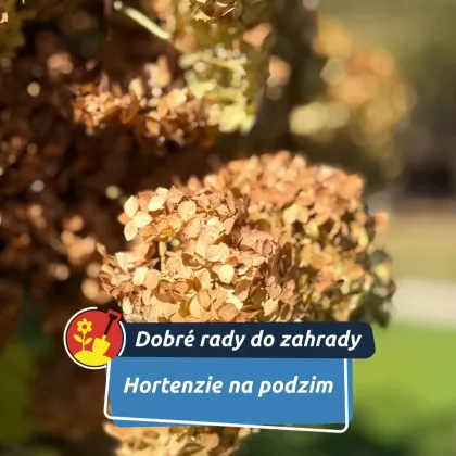 Jak se o ně postarat?