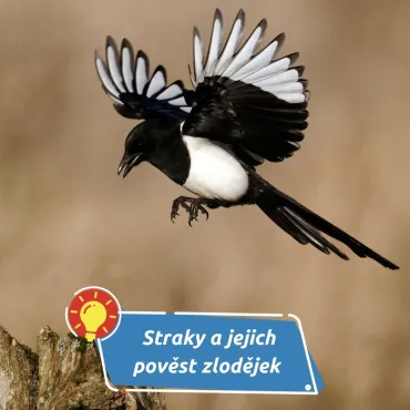 Kradou opravdu lesklé předměty?