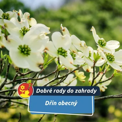 Zapomenutý keř, který může konkurovat šípkům