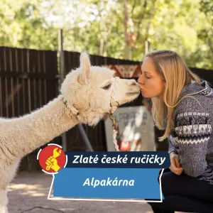 Chtěla netradičního mazlíčka, dnes její alpaky pomáhají lidem.