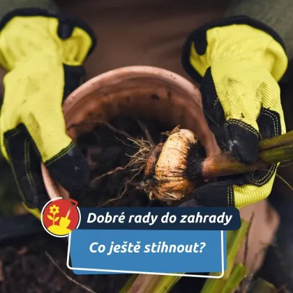 V druhé polovině října vysaďte keře a jarní cibuloviny
