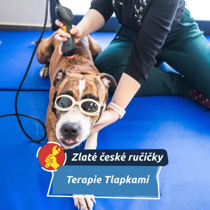 Od studia jazyků k péči o zvířata. Dnes pomáhá čtyřnohým pacientům znovu na nohy