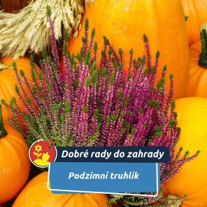 Podzimní truhlík, který vydrží až do zimy. Vytvořte si krásnou výzdobu balkonu i vchodových dveří