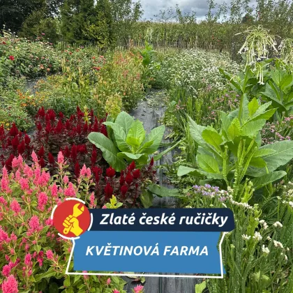 Mezi záhony vznikají čajové směsi i svatební kytice
