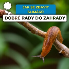 JAK SE ZBAVIT SLIMÁKŮ