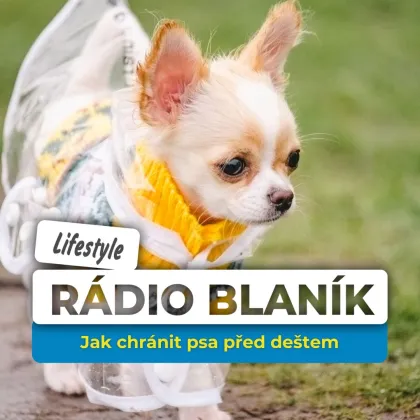 Jak chránit psa před deštěm?