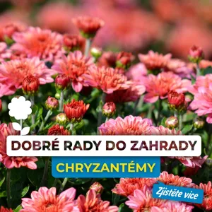 Jak se správně starat o chryzantémy?