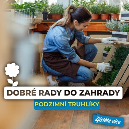 Podzimní truhlíky plné elegance: Rostliny, které zvládnou mráz a ozdobí váš domov