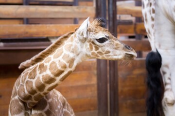 Safari Park Dvůr králové nad Labem se může pochlubit novým přírůstkem
